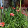 Coquelicot Rouge Cœur métallisé – Image 3