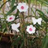 Assortiment Rose et Blanc 5 tiges Hauteur 60 cm – Image 3