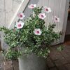 Fleur Blanche cœur Rose – Image 2