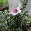 Fleur Blanche cœur Rose – Image 3