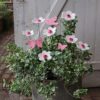 Fleur Rose Clair cœur Doré – Image 3