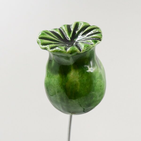 Capsule Vert Olive